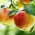 Произвођачи јабука Србије: Споразум са Кином значајна пословна прилика