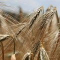 Naučnici konačno identifikovali gde počinje netolerancija na gluten