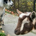 Bahate koze pobegle od kuće, pa izazvale haos Nasrtale na ljude, prolaznici bežali i plakali od smeha - fotografije iz…