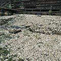 Ekološki ustanak traži od beogradskih vlasti informacije o pomoru ribe u Čukaričkom rukavcu