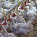 Ukrajinskom kralju kladionica stopiran biznis sa pilićima u Hrvatskoj: Evo zbog čega su mu udarili rampu