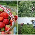 Berači voća sada imaju menadžere, postao je unosan biznis Vlasnici plantaža se kunu u njih, a evo koliko zarađuju po beraču!…