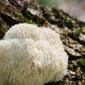 Lavlja griva - prirodni saveznik za mozak: Sve o gljivi koja popravlja pamćenje i ublažava depresiju i anksioznost