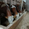 Apel za očuvanje stočarske proizvodnje: Obezbedite dovoljne količine vode za napajanje životinja