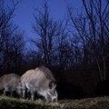 Divlja svinja umislila da je domaća: Našla osveženje usred Mrčajevaca, bara joj postala bazen VIDEO