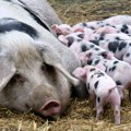 SRCE: Afrička kuga svinja najviše pogađa mala gazdinstva, država da isplati naknadu štete