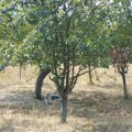 Apel iz Miločaja: Pas vezan za šljivu, kost i koža – građani mole nadležne da reaguju