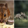 Najezda pacova u ovom srpskom gradu Građani u strahu od opasnih bolesti Opština krenula u rat s glodarima, ali... Javio se…