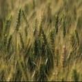 Kina kupila ogromne količine pšenice, evo zašto