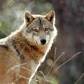 Lekcija iz američkog jeloustouna nauk za budućnost vrati vukove u park i gledaj svu lepotu ekosistema