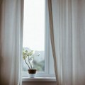 Najboljih pet biljaka za spavaću sobu - Čiste vazduh i unose tropsku atmosferu u prostor