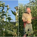 Na 10 ari zemlje zarade 1.000 evra! Svi koji sade ovu biljku hvale se profitom, a ulaganja nisu velika