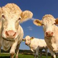 Šetate Zemunom i čujete "Muuuu", a onda – imate šta i da vidite