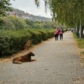 Ne treba da ih mazite Veterinari ukazali na opasnosti, ovi psi su puni parazita i crva