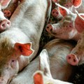 Višak svinjetine u EU pritiska i domaće cene mesa