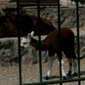 "Бејби бум" у Бео зоо врту После бебе камиле, у престоници рођен младунче алпаке