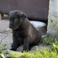 Kreni-promeni organizuje u Kragujevcu prikupljanje hrane za napuštene životinje