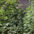 U dvorištu kuće u okolini Niša pronađen zasad kanabisa, u kući i marihuana