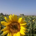 Dobre vesti sa juga Srbije: Suncokret na njivama odlično napreduje, očekuju se visoki prinosi