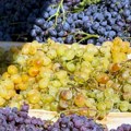 Čuvari vinogradarske tradicije: U Banoštoru otvroeni 30. "Banoštorski dani grožđa"