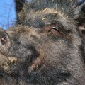 Divlje svinje prave haos godinama u okolini Prokuplja: Ne plaše se ni topa