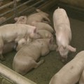 U Srbiji za 11 godina milion svinja manje: Kako obnoviti stočni fond i mogu li subvencije da poprave situaciju?
