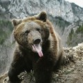 Žena preminula bežeći od medveda: Zver napala nju i njenog saputnika, koji je pozvao pomoć: Telo u šumi pronašao…