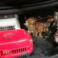 Krijumčari pasa uhvaćeni na Gradini, falsifikovali dokumentaciju za 21 životinju