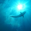 U Neumu ulovljen morski pas, jedan od najopasnijih