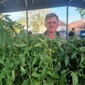 Povrtar iz Knićanina Radoslav Jocić poznati je proizvođač rasada
