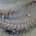 Stvorenje "vanzemaljskog izgleda" se pojavilo na plaži, ljudi u šoku Pazite se njegovih čekinja
