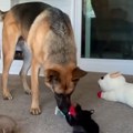 Preslatka borba psa i mačke, preko noći postala viralna: Ljudi ne veruju oko čega ljubimci "ratuju" (video)