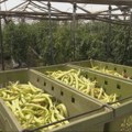 Vertikalne farme kao odgovor na izazove: Da li mogu da zamene tradicionalnu proizvodnju i koliko smo daleko od njih?