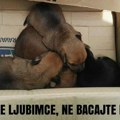 U Zrenjaninu počele besplatne sterilizacije i kastracije pasa