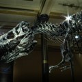 Živeli pre 76 miliona godina, a sada se prodaju za milione: Skeleti dinosaurusa na aukciji FOTO/VIDEO