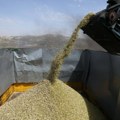 Srpske žitarice stižu na berzu u Bolonji