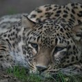 Tragedija u zoološkom vrtu u Holandiji: Leopard izujedao čuvarku nasmrt