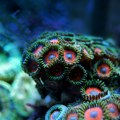 Koralni grebeni nisu dom samo tropskim ribama - sadrže i na milione mikroba