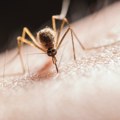 Imaju plan: Uvešče 100.000 komaraca i ispustiti ih u vazduh iznad grada