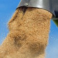 Italija ostala najveći uvoznik srpske pšenice