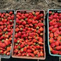 Republika Srpska zabranila uvoz jagoda iz Albanije