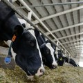 Raste uvoz mesa u Srbiju: Neophodne hitne mere, kako sprečiti da broj grla i dalje pada