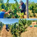 Zbog neobično vrućeg leta u fruškogorskim vinogradima poranili sa berbom, vino već rasprodato u ovoj zemlji!"