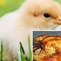 Piletina prešla kružni tok Nezgoda iz kamiona na put izbacila pileće meso (foto)