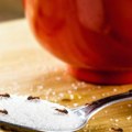 Mravi u kući? Napravite sprej od sastojaka koje već imate, a koji šta zaista pomaže