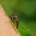 Virus Zapadnog Nila: Kako nam komarci donose tropske viruse?
