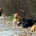 Brižit Bardo apeluje na Francuze da ne zaborave napuštene životinje tokom vrućina
