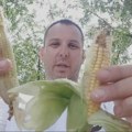 Klimatski udar na poljoprivredu: Sadnja i setva u Srbiji moraju da se reorganizuju