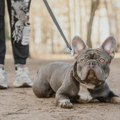 Koliko treba da traje šetnja psa i zašto je to tako važno