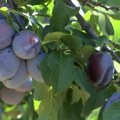 Godina je toliko rodna da šljive možete naći i u zabranu, ali su cene ispod nivoa isplativosti